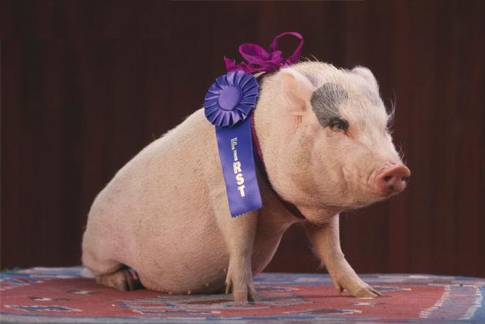 blue ribbon_pig_42-16422960