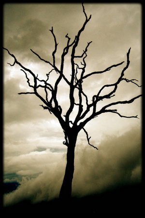 dead_tree