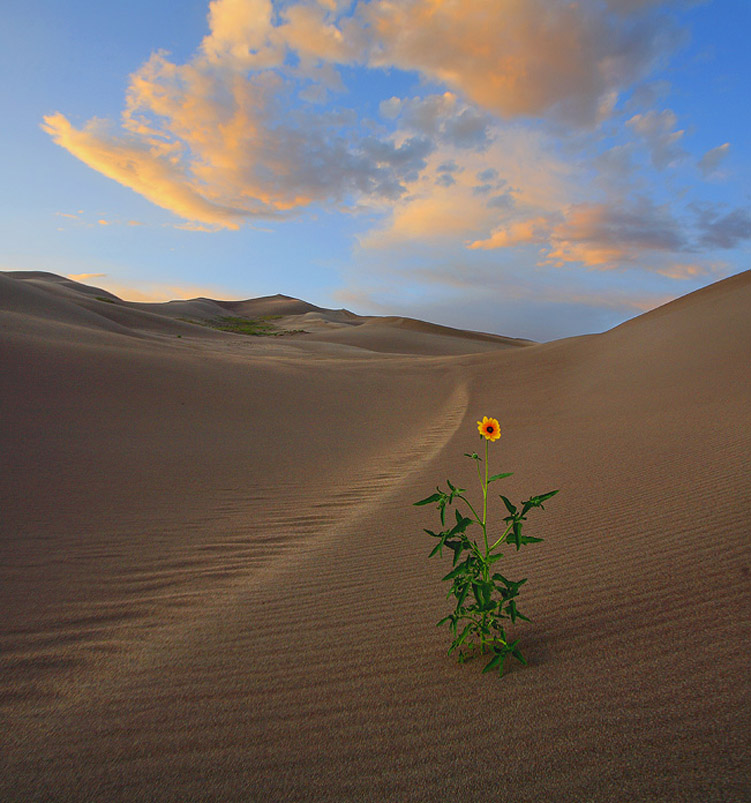 flower_in_desert
